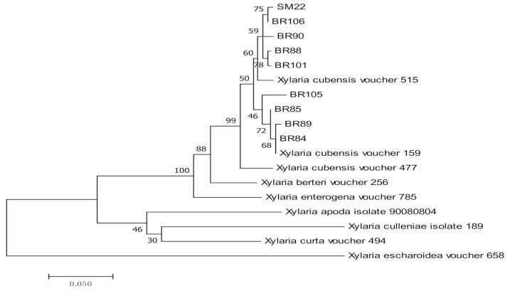 Figure 5