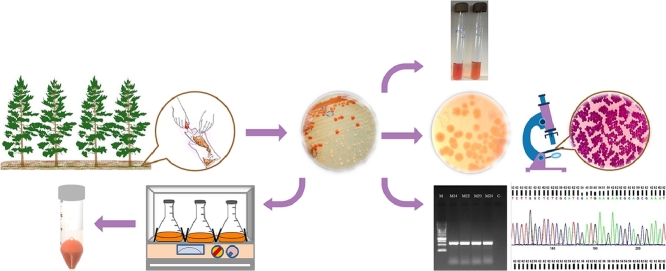 Image, graphical abstract