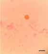 Fig. 4