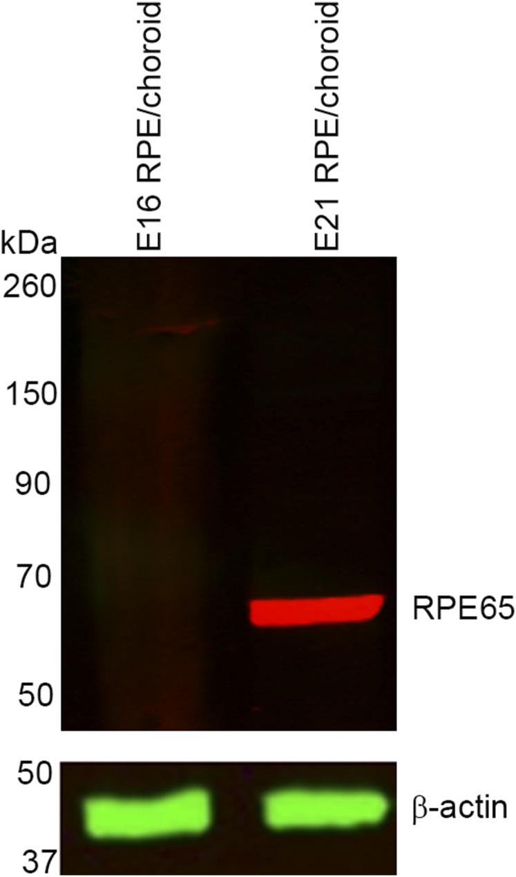 Fig. S1.