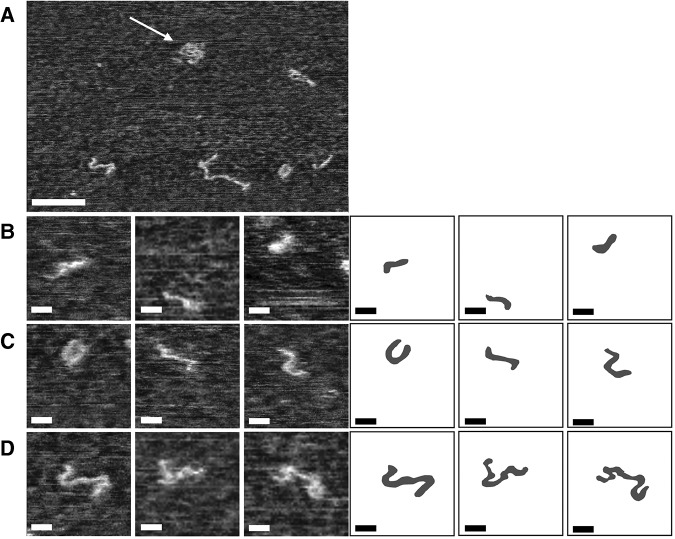 FIGURE 5.