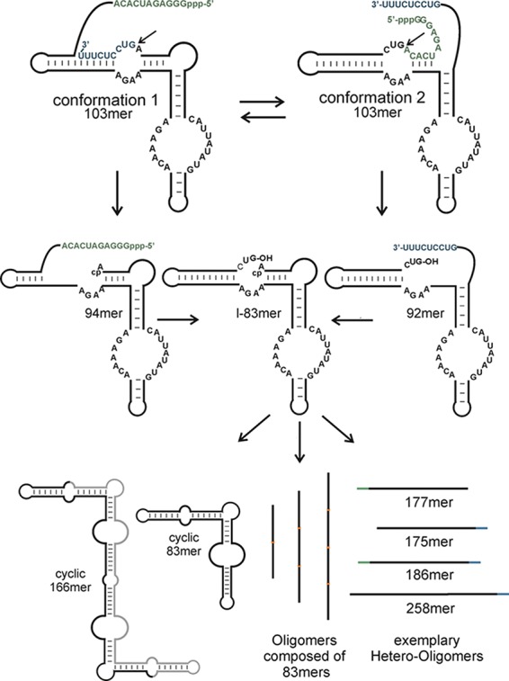 SCHEME 2.