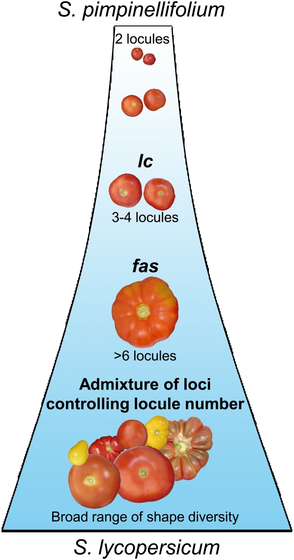 Figure 6.