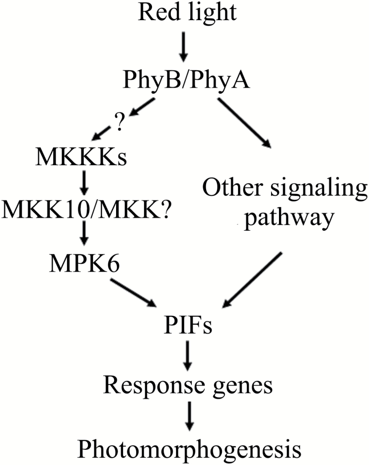 Fig. 11.