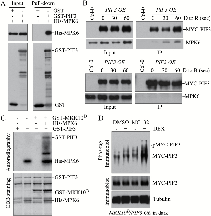 Fig. 9.