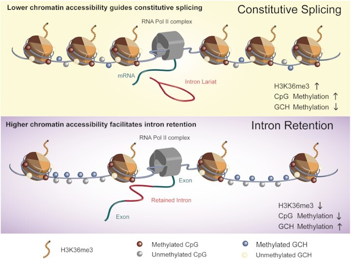 Graphical Abstract