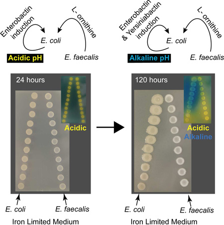 graphic file with name nihms819882f7.jpg