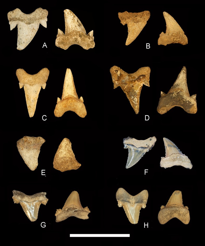 Occurrence of the megatoothed sharks (Lamniformes: Otodontidae) in ...