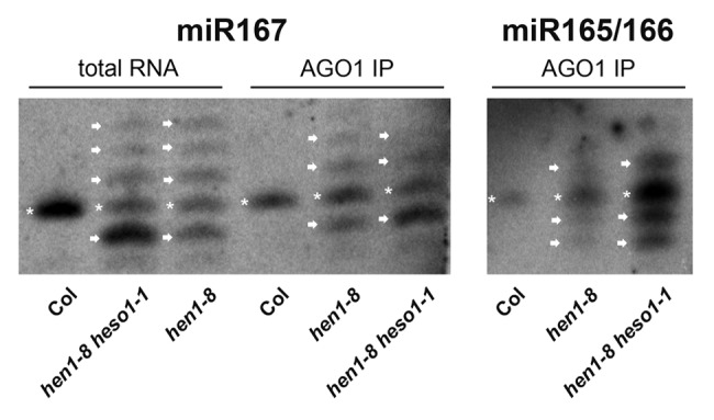 graphic file with name rna-9-1218-g2.jpg