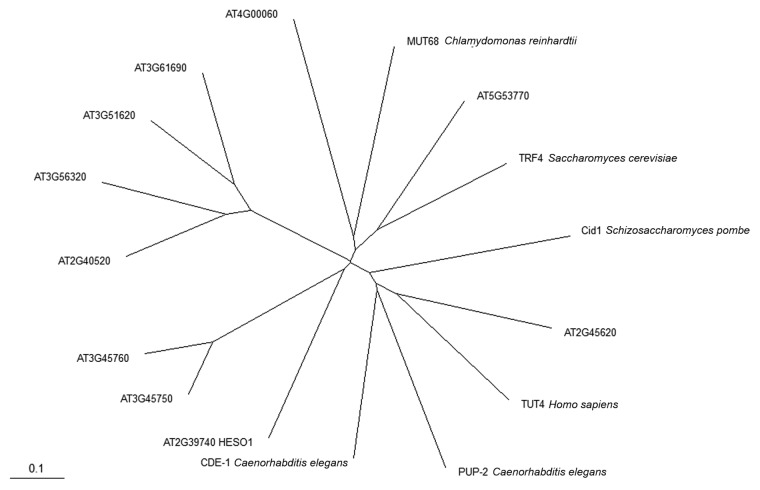 graphic file with name rna-9-1218-g1.jpg