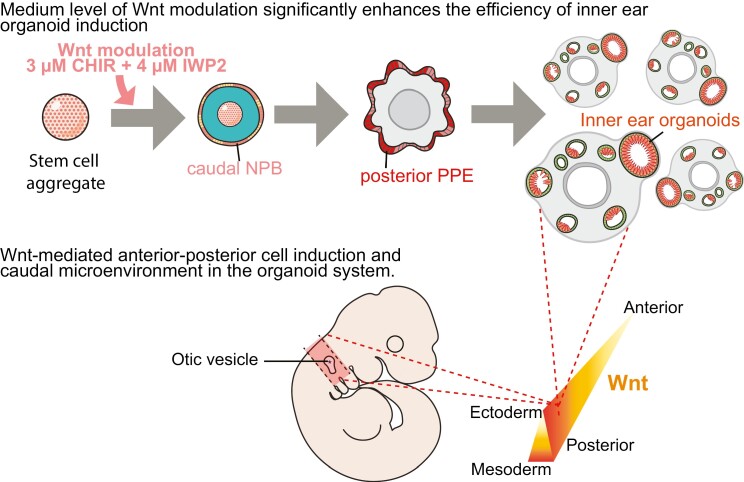 Graphical Abstract