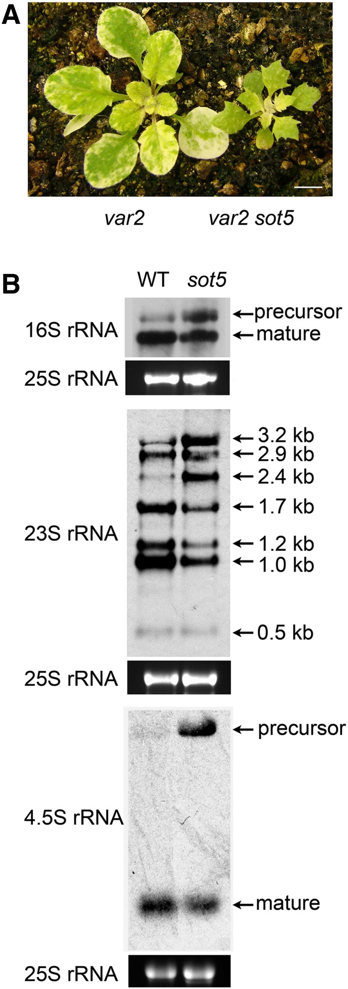 Figure 7.