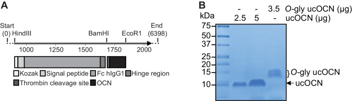 Figure 3—figure supplement 1.