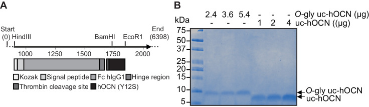 Figure 5—figure supplement 1.