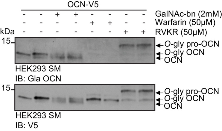 Figure 2—figure supplement 1.