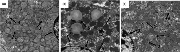 FIGURE 4