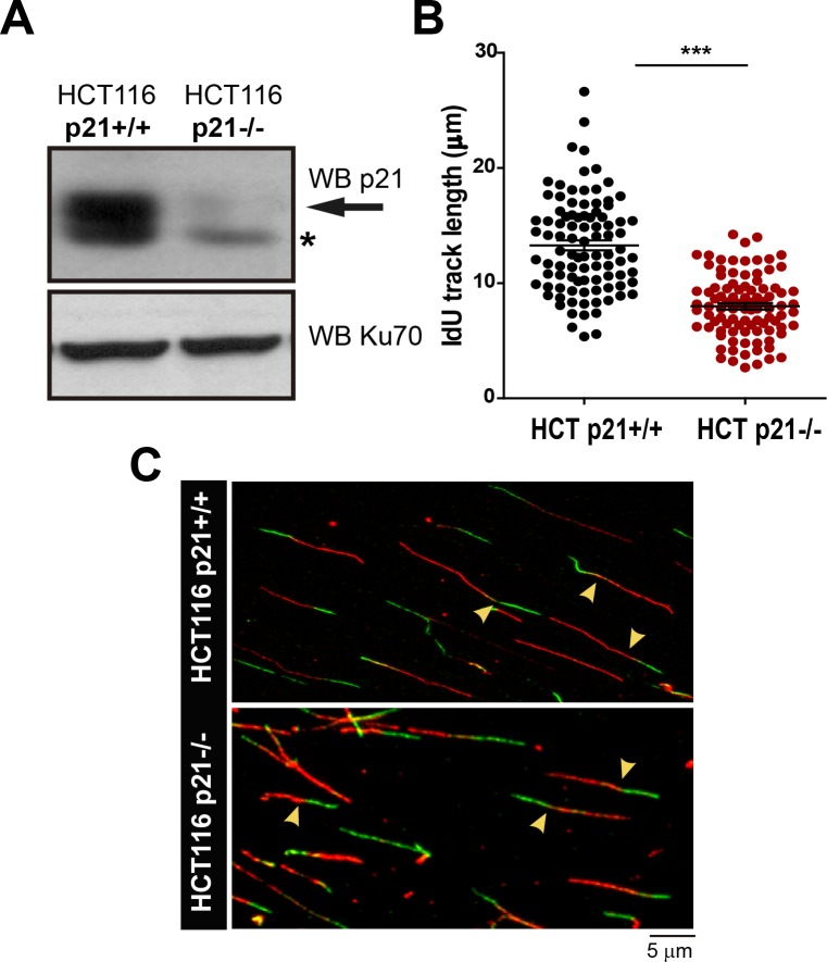 Figure 2—figure supplement 1.