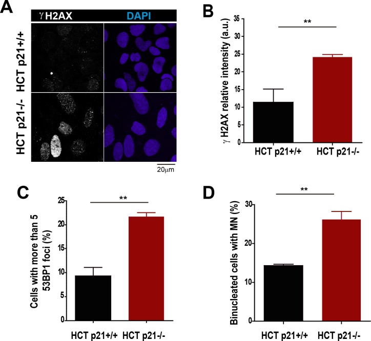 Figure 3—figure supplement 1.