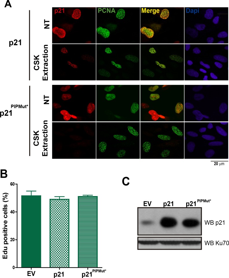 Figure 1—figure supplement 2.