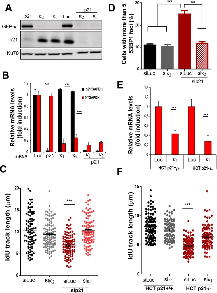 Figure 6—figure supplement 2.