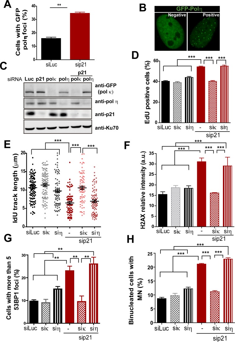 Figure 6—figure supplement 3.