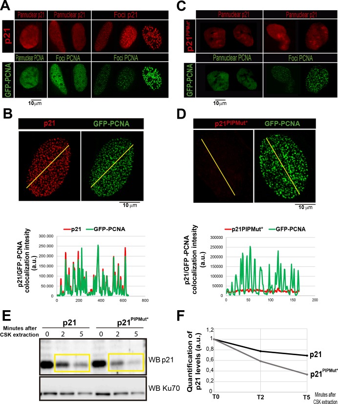 Figure 1—figure supplement 3.