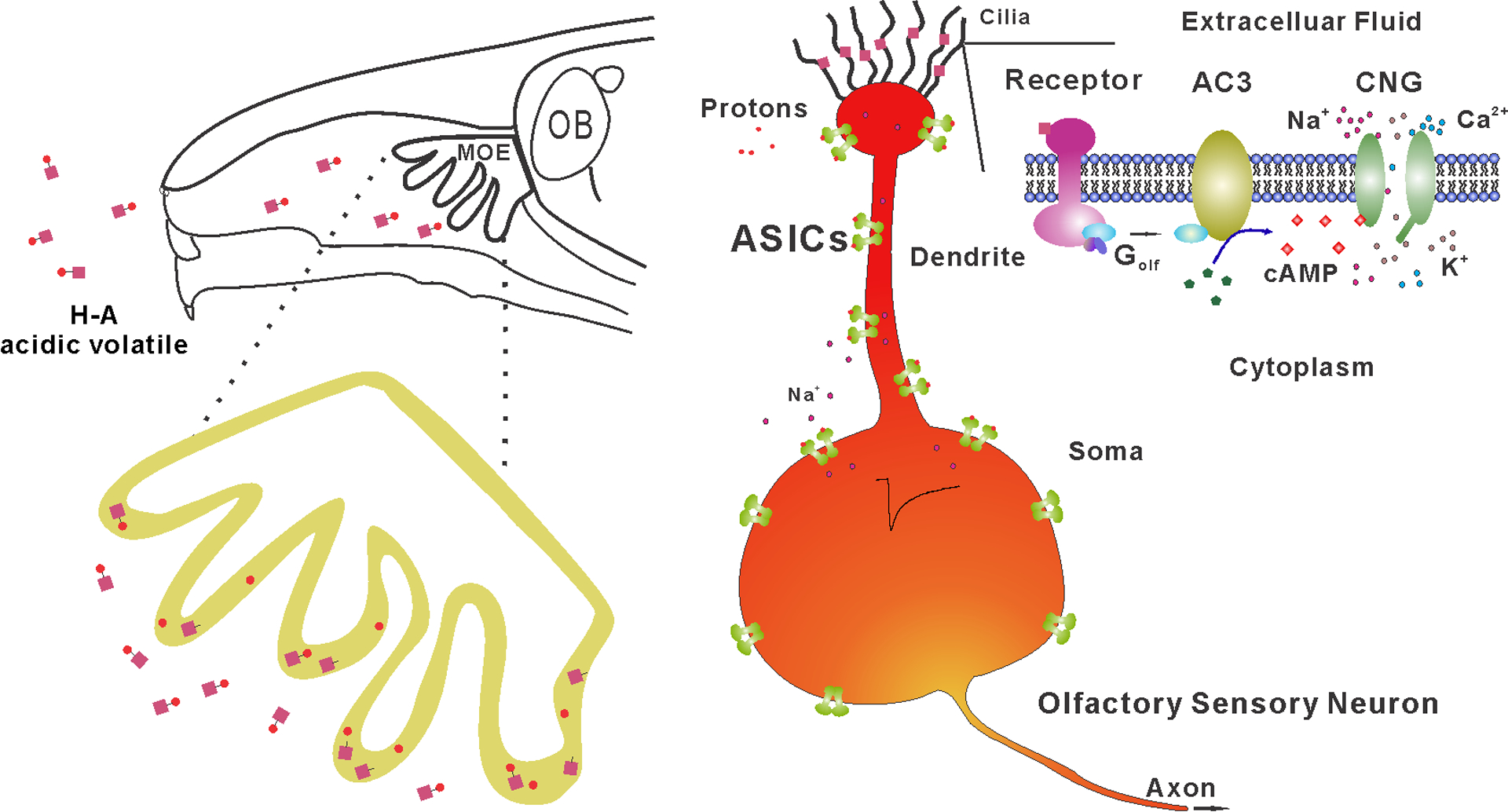 Fig 6.