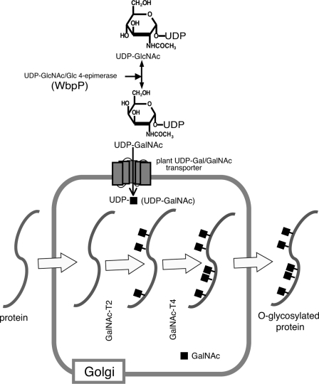 FIGURE 1.