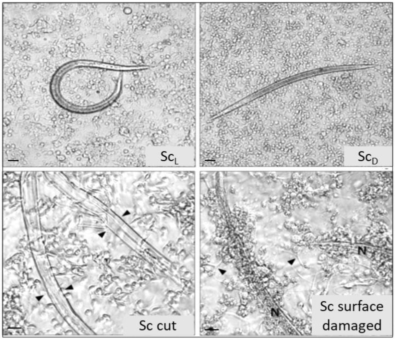 Figure 19