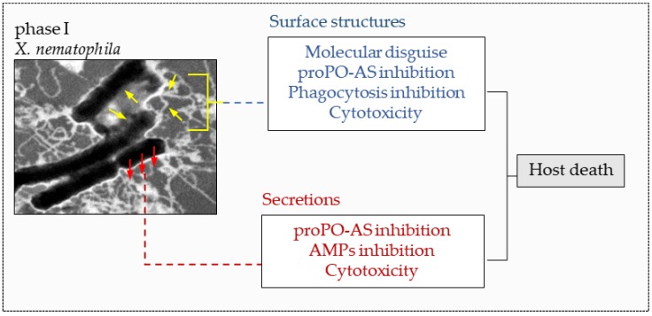 Figure 20