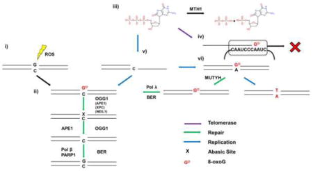 graphic file with name nihms958097u1.jpg