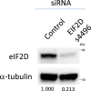 Figure 7—figure supplement 1.