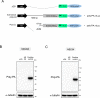 Figure 1—figure supplement 3.