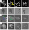 Figure 20