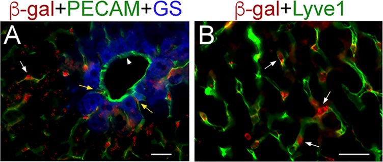 Figure 3—figure supplement 2.