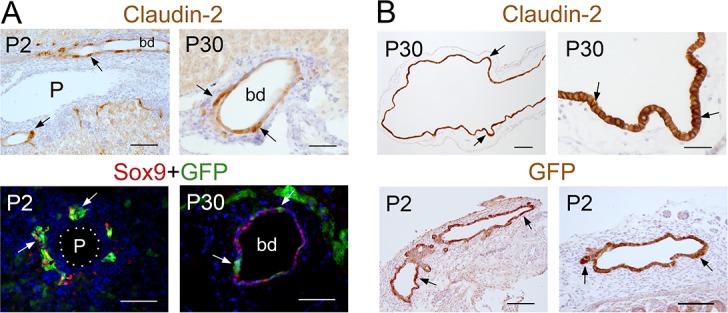 Figure 1—figure supplement 1.