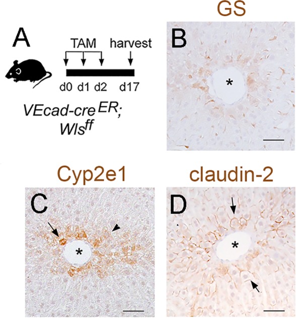 Figure 2—figure supplement 1.