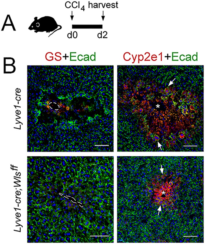 Figure 7—figure supplement 1.