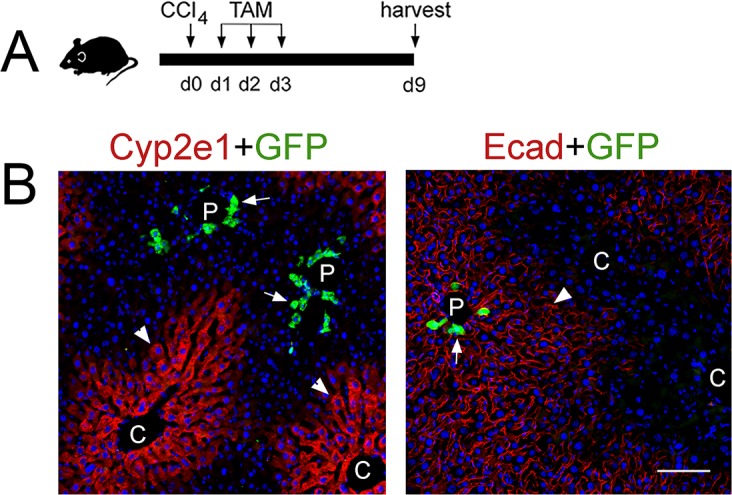 Figure 4—figure supplement 2.