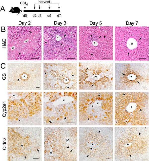 Figure 4—figure supplement 1.