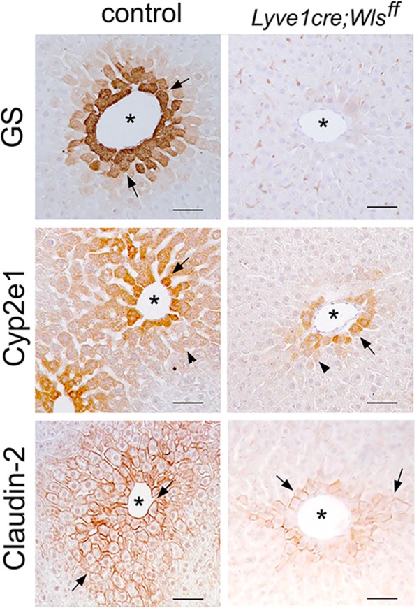 Figure 3—figure supplement 3.