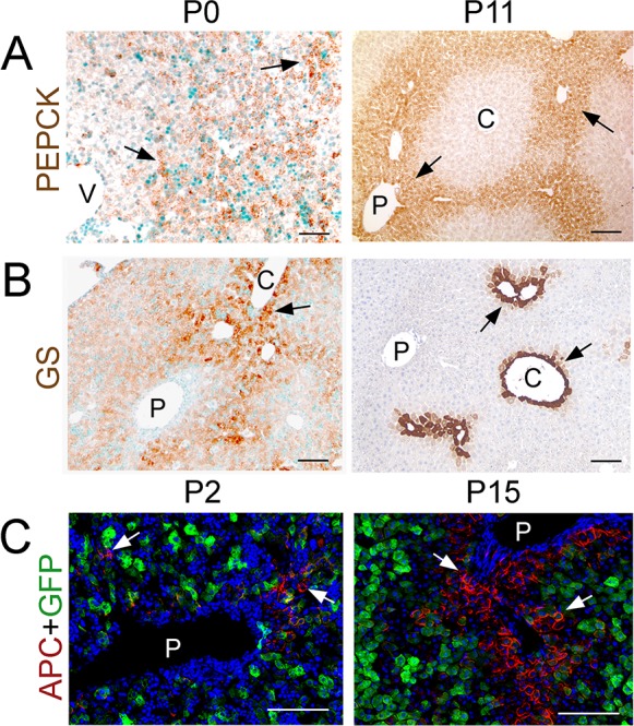 Figure 1—figure supplement 3.