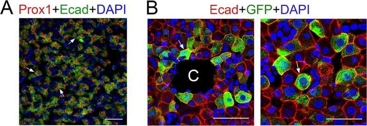 Figure 1—figure supplement 2.