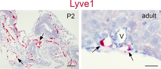 Figure 3—figure supplement 1.