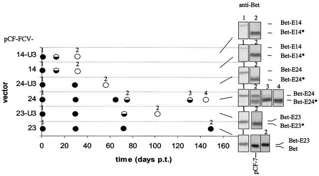 FIG. 3.