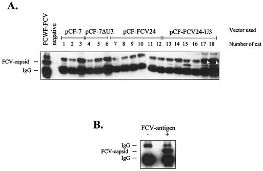 FIG. 5.