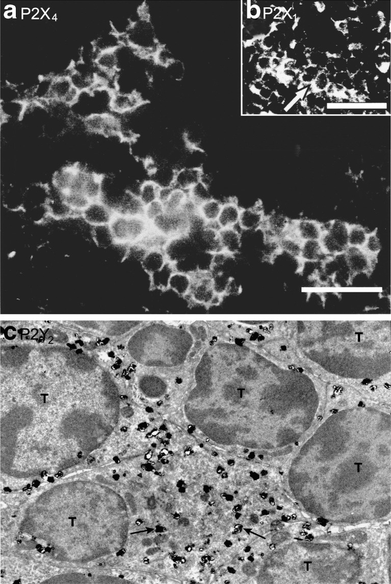 Fig. 11