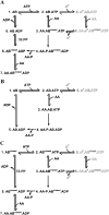 Scheme 2