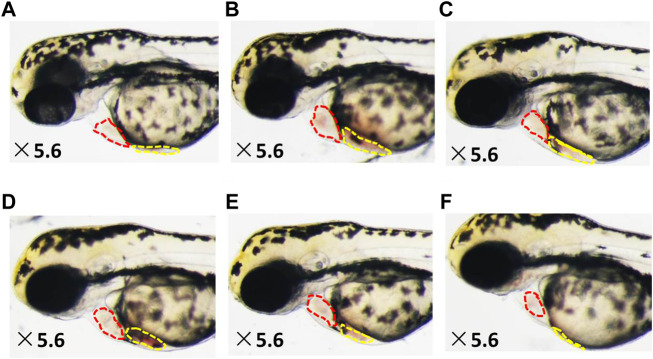 FIGURE 3