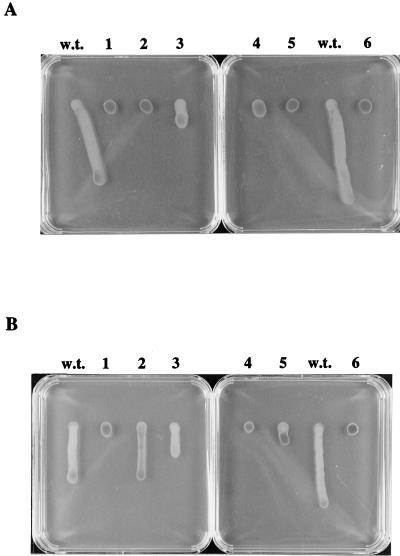 FIG. 5